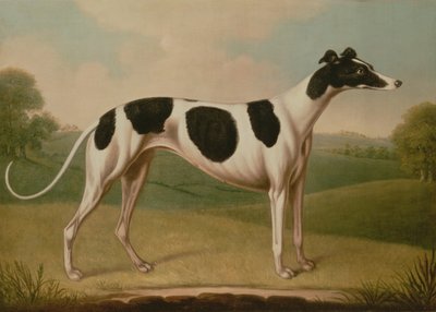 Windhund, 1800 von Benjamin Killingbeck